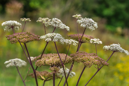 Heracleum sphondylium, commonly known as hogweed, common hogweed or cow parsnip wild flowers of the...