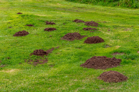 A view of many molehills in the lawn in the garden, a sunny day