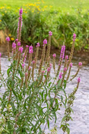Common river loosestrife - Purple Loosestrife Lythrum Salicaria on the watersedge of Earlswood Lake