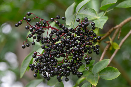 close photo of berries of black elder Sambucus nigra on the twig in summerの写真素材