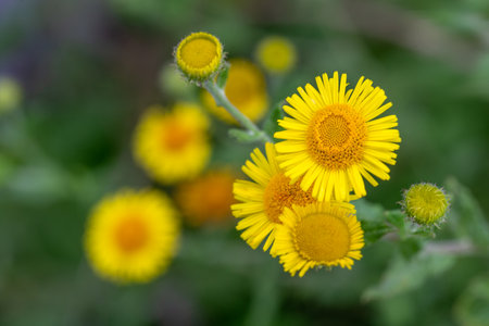Meadow flowers in nature, Elecampane yellow flowersの写真素材