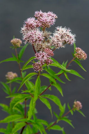 Eupatorium cannabinum, commonly known as hemp-agrimony or holy rope is a herbaceous plant on river...