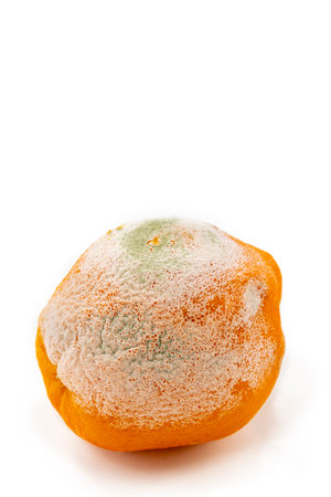 Moldy fruit displayed against a plain backdropの写真素材