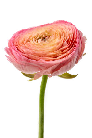 Pink ranunculus on white backgroundの写真素材