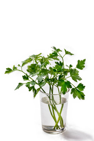 Fresh parsley sprigs in water for kitchen useの写真素材