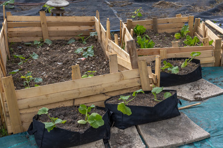 Raised garden beds with growing plants in a yardの写真素材