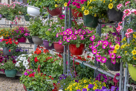 Colorful flowers on display in hanging potsの写真素材