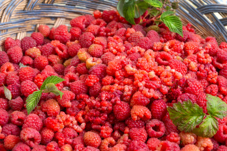 Ripe raspberries collected in a woven basket