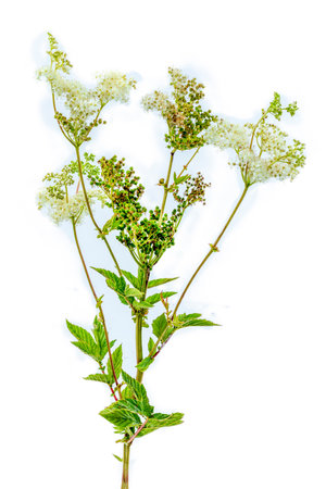 White flowering plant with green leaves in bloom