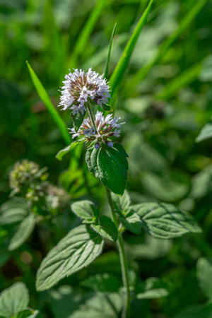 Mint plant blooms in a lush green environmentの写真素材