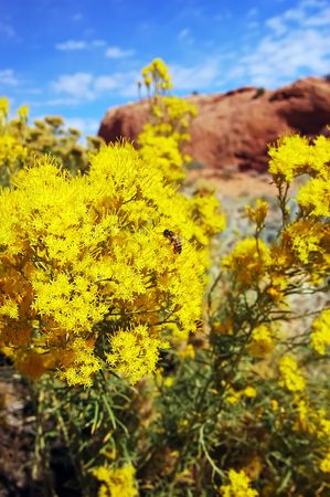 Bee with Yellow Flowers at Escalante NPの写真素材