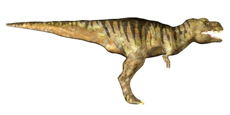 Illustration of a Tyrannosaurus-Rex   T-rex  isolated on a white background の写真素材