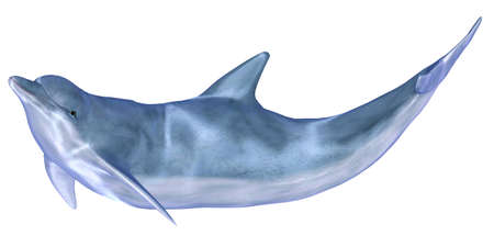 Illustration of a dolphin isolated on a white backgroundの写真素材