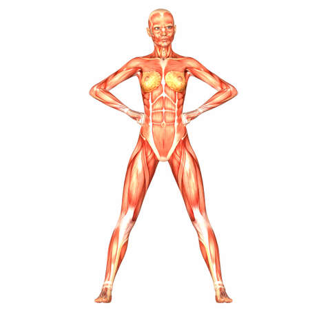 Illustration of the anatomy of the female human body isolated on a white backgroundの写真素材