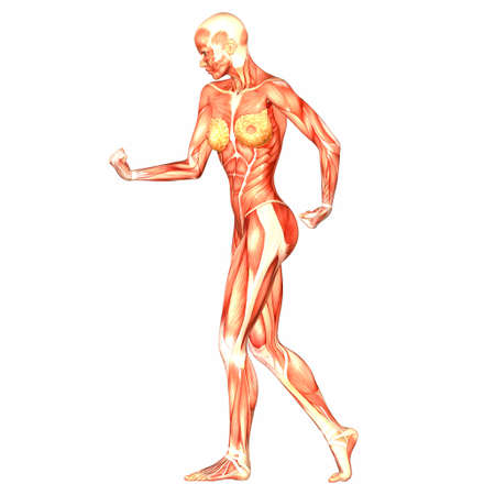 Illustration of the anatomy of the female human body isolated on a white backgroundの写真素材