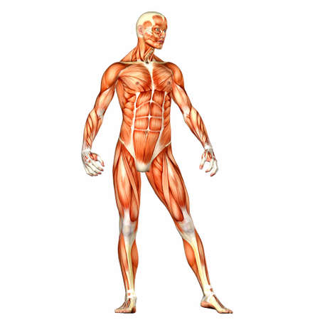 Illustration of the anatomy of the male human body isolated on a white backgroundの写真素材
