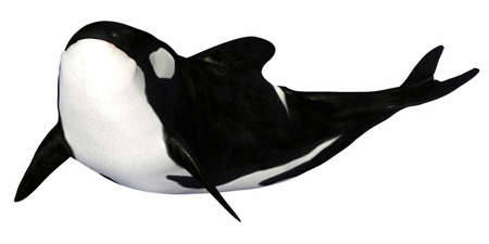 Illustration of a killer whale isolated on a white backgroundの写真素材