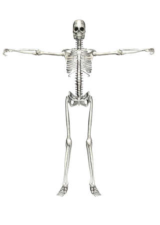 Illustration of a skeleton isolated on a white backgroundの写真素材