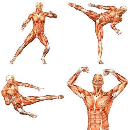 Illustration of a pack of four  4  male characters showing the human body anatomy with different poses isolated on a white background - 2of3の写真素材