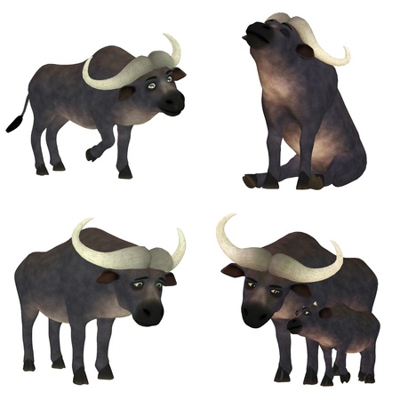 Illustration of a pack of four (4) buffaloes with different poses and expressions isolated on a white backgroundの写真素材