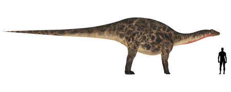 Illustration of a comparison of the size of an adult Dicraeosaurus with an average adult male human  1 8 meters の写真素材