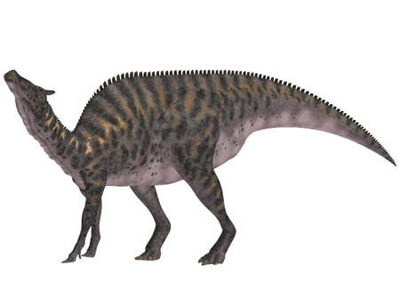 Illustration of a Saurolophus  dinosaur species  isolated on a white backgroundの写真素材