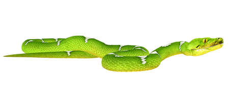 Illustration of a Green Tree Python  snake species  isolated on a white background