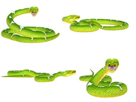Illustration of a pack of four  4  Green Tree Pythons  snake species  with different poses isolated...