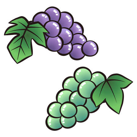 Illustration set of two-color grapes.のイラスト素材