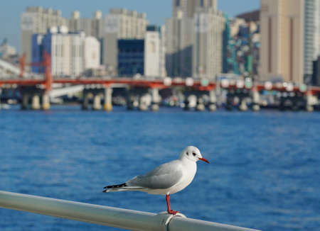 a seagull watching seawater on the railing at harbour.Busan port in winterの写真素材