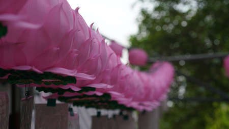 pink lantern set up to celebrate the Buddha's birth.の写真素材