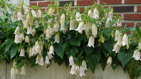 White Korean bellflower at garden in Mayの写真素材
