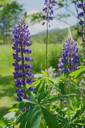 Lupinus, lupine field with blue flowers. Bunch of lupines summer flower background. Blooming lupine flowers. A field of lupines. Violet spring and summer flowers. nature conceptの写真素材