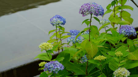 hydrangeas that have begun to blossom on the waterside of the park. It is pink, purple and blue.の写真素材