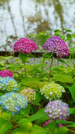 hydrangeas that have begun to blossom on the waterside of the park. It is pink, purple and blue.の写真素材