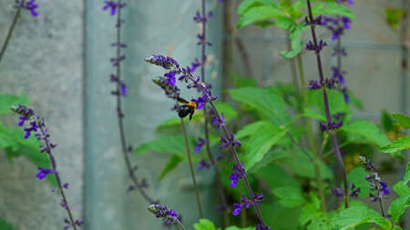 Blooming purple stachys riederi at the garden in late May.の写真素材