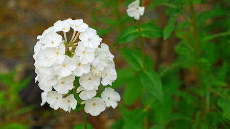 Blooming white Phlox paniculata at the garden in late May.の写真素材