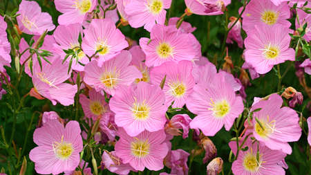 Blooming pink evening-primrose at the garden in late Mayの写真素材