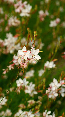 Blooming white gaura at the garden in late May.の写真素材