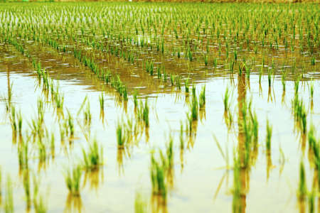 an early summer paddy where rice plants are growing.の写真素材