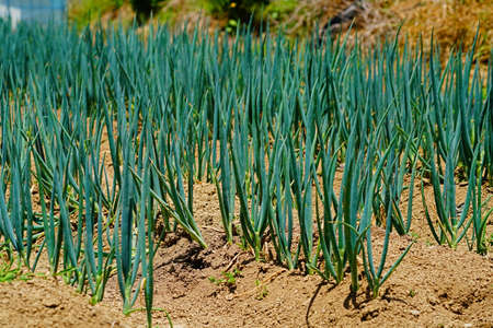 chives growing on barren soilの写真素材