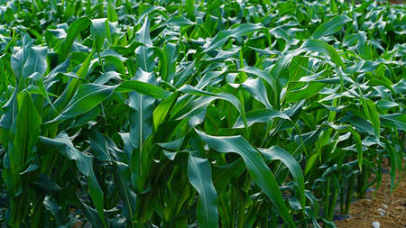 corn growing in the field