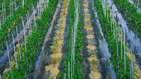 green peppers growing in the fields.It is bound by support fixture.