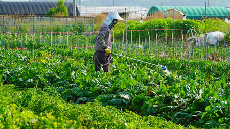 a farmer watering vegetables in a field.