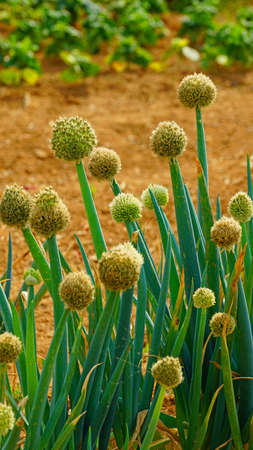 white-flowered onion at the field