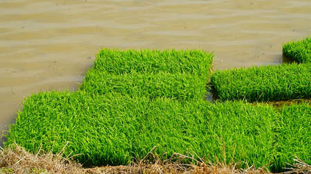 a rice seeding bed prepared for planting.