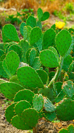 a Eastern prickly pear growing fresh in the field.
