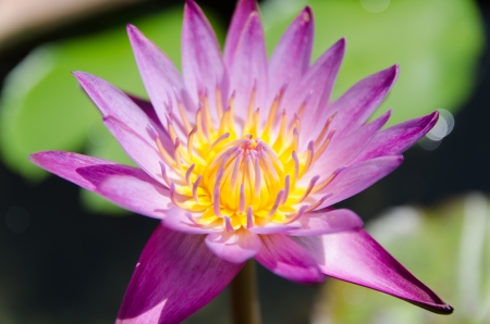 Lotus flowerの写真素材