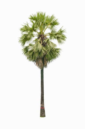 sugar palm tree isolatedの写真素材