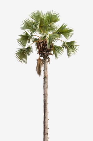 sugar palm tree isolatedの写真素材